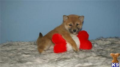 Shiba Inu Puppies for Sale