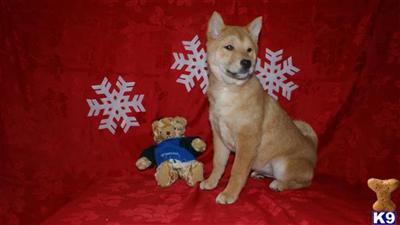 Shiba Inu Puppies for Sale