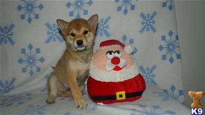 Shiba Inu Puppies for Sale