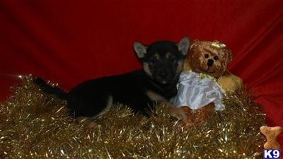 Shiba Inu Puppies for Sale
