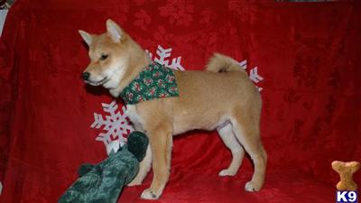 Shiba Inu Puppies for Sale