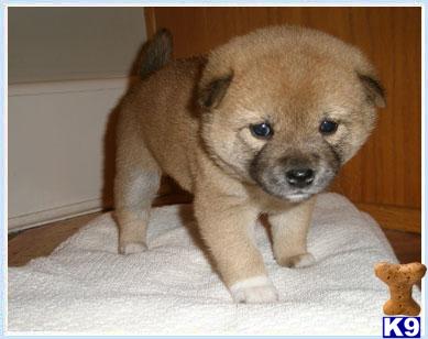 Puppies in NJ