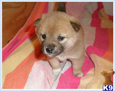Puppies in NJ