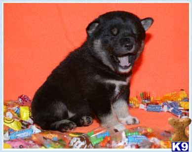 Puppies in NJ