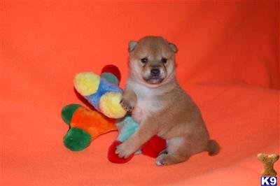 Puppies in NJ