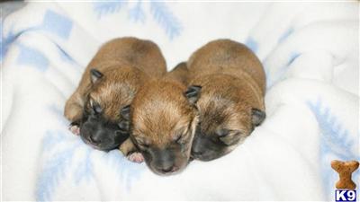Puppies in NJ