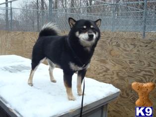 Stud Dogs in NJ