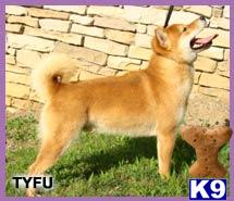 Stud Dogs - Shiba Inu
