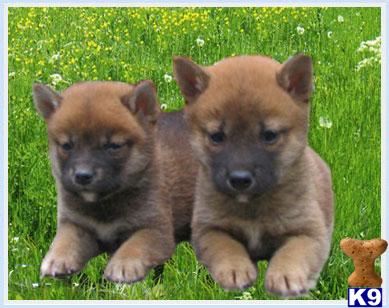 Puppies in NJ