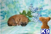 Puppies in NJ