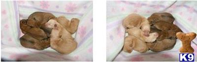 Puppies in NJ