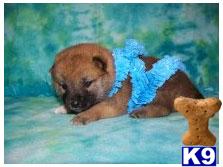 Puppies in NJ