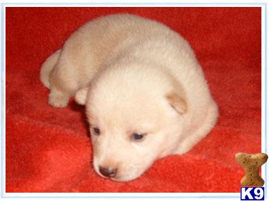 Puppies in NJ