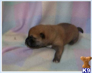 Puppies in NJ