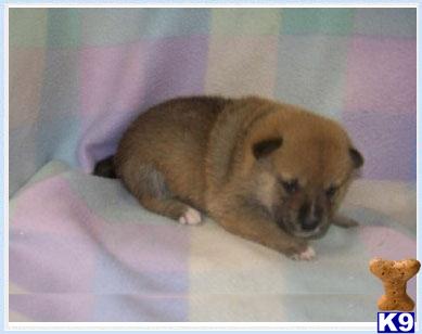 Puppies in NJ