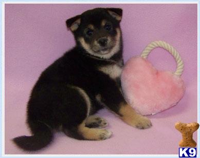 Puppies in NJ