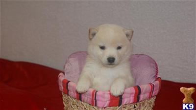 Puppies in NJ