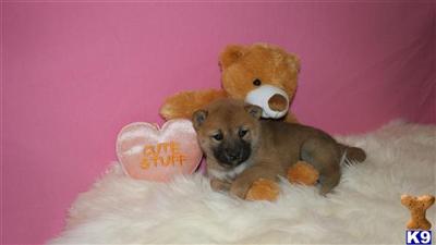 Shiba Inu Puppies for Sale