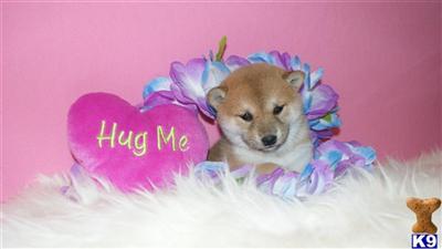 Shiba Inu Puppies for Sale