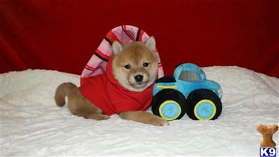 Shiba Inu Puppies for Sale