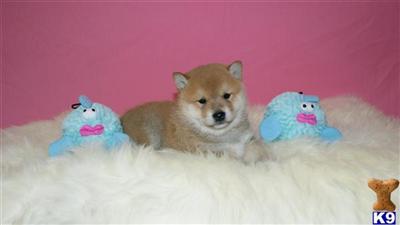 Shiba Inu Puppies for Sale