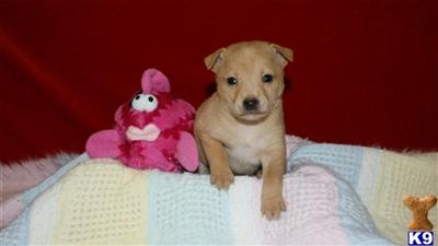 Puppies in NJ