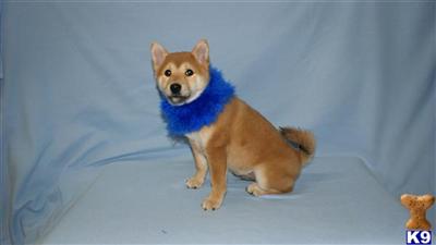 Shiba Inu Puppies for Sale
