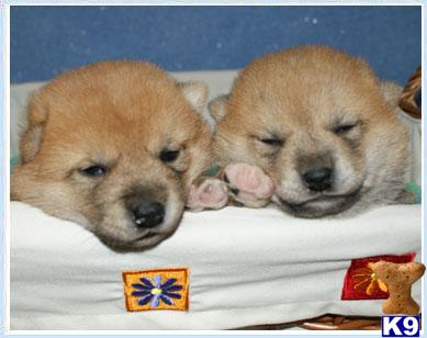 Puppies in NJ