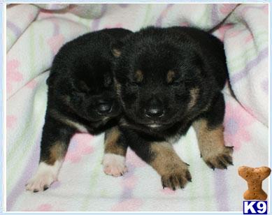Puppies in NJ