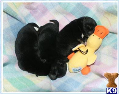 Puppies in NJ