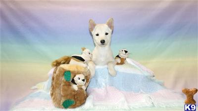 Puppies in NJ