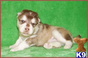 Puppies in NJ