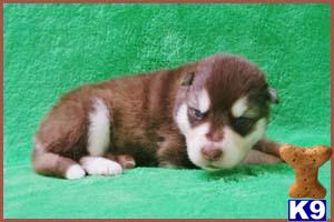 Puppies in NJ