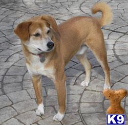 Rescue Dogs