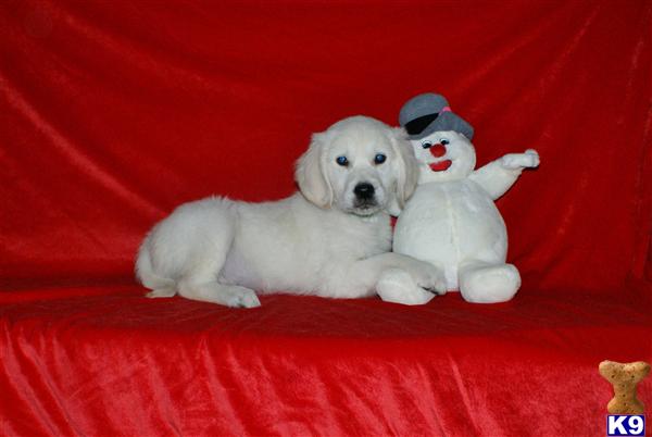 Puppies in NJ
