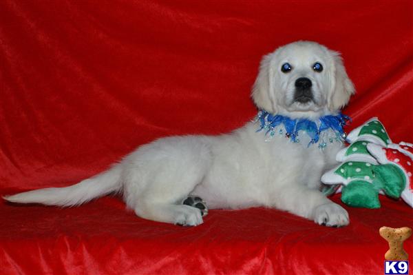 Puppies in NJ