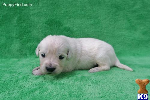 Golden Retriever Puppies