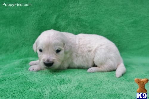 Golden Retriever Puppies