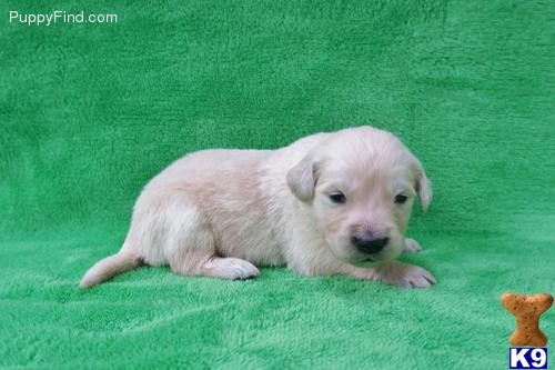 Golden Retriever Puppies