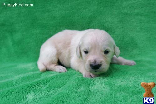 Golden Retriever Puppies