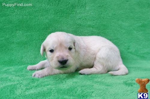 Golden Retriever Puppies
