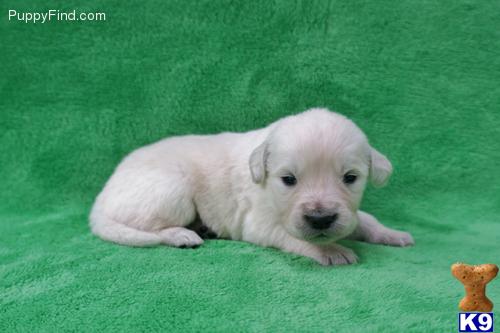 Golden Retriever Puppies