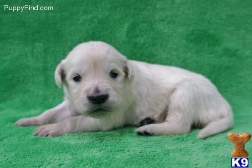 Golden Retriever Puppies