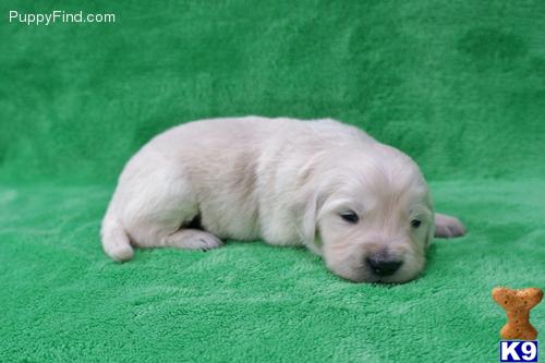 Golden Retriever Puppies