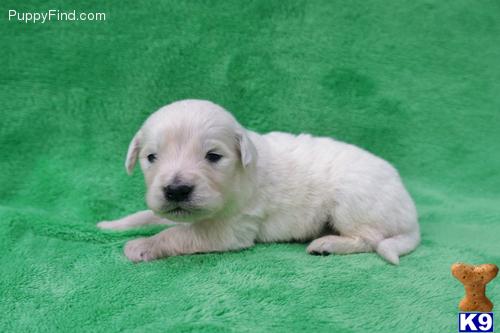 Golden Retriever Puppies