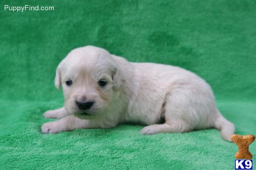 Golden Retriever Puppies