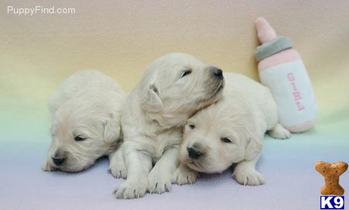 Golden Retriever Puppies