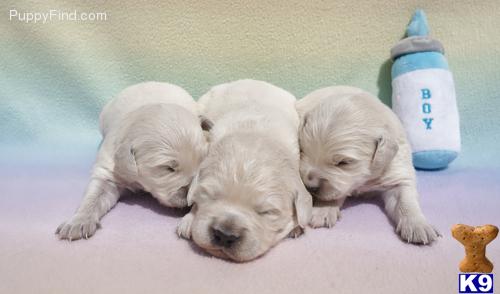 Golden Retriever Puppies