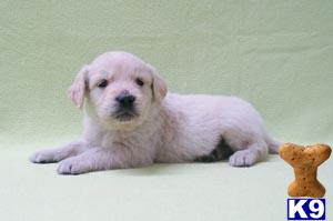 Puppies in NJ