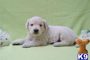 Puppies in NJ